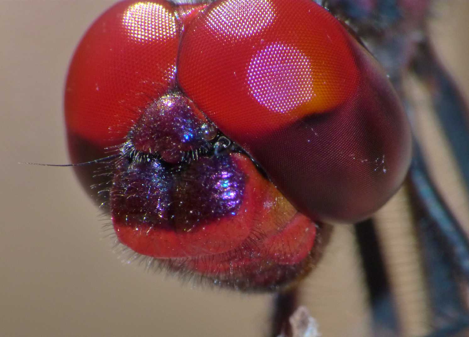 Trithemis annulata